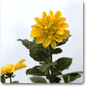 gog-plants-dahlia-yellow-plant-16968815542412.png