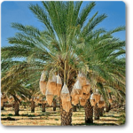 Date palm - Plant - DPP-501035