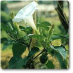 Datura, Dhatura - Plant - DDP-360130
