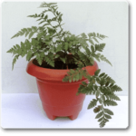 Davallia Trichomanoides, Small Rabbit Foot Fern - Plant - DTS-567668