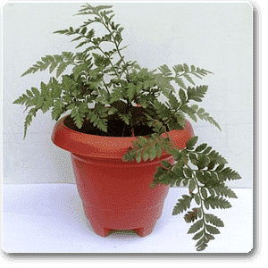 gog-plants-davallia-trichomanoides-small-rabbit-foot-fern-plant-16968817279116.png