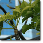 Dead Rat Tree - Plant - DRT-315448