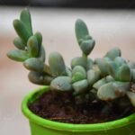 Delosperma lehmannii - Succulent Plant - DLS-789942
