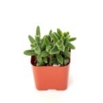 Delosperma pruinosum - Succulent Plant - DPS-626245
