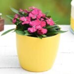 Dianthus (Dark Pink) - Plant - DPP-315560