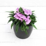 Dianthus (Pink) - Plant - DP-208180