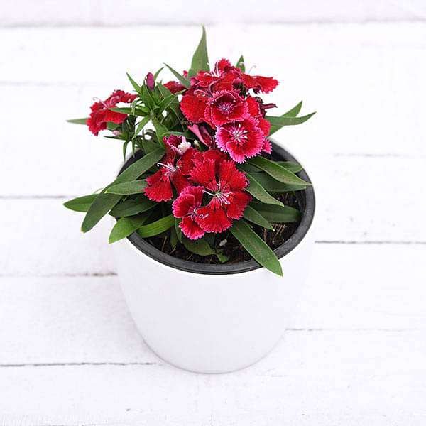 gog-plants-dianthus-red-plant-16968822653068.jpg