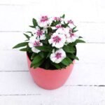 Dianthus (White Pink) - Plant - DPP-374993