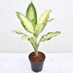 Dieffenbachia Camilla - Plant - DCP-843701