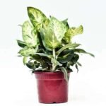 Dieffenbachia Compacta, Perfecta - Plant - DCP-852585