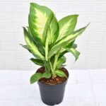 Dieffenbachia Maculata - Plant - DMP-361644