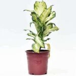 Dieffenbachia Mary - Plant - DMP-539929