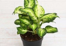 Dieffenbachia Sparkles - Plant - DSP-545533