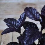 Diervilla Rivularis, Kodiak ( Black, Choclate) - Plant - DRK-816432