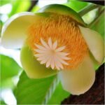 Dillenia Indica, Elephant Apple - Plant - DIE-356690