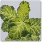 Dinner Plate Aralia - Plant - DPA-835323