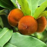 Diospyros blancoi, Mabolo, Temburini - Plant - DBM-263601