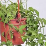 Dischidia oiantha (hanging basket, green) - Plant - DOB-935391