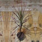 Dracaena Colorama - Plant - DCP-299656