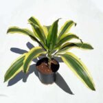 Dracaena Lemon lime, Dracaena fragrans - Plant - DLL-837540
