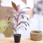 Dracaena Mahatma, Cordyline Terminalis Mahatma - Plant - DMC-581839