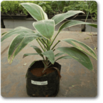 Dracaena Mahatma Varigated - Plant - DMV-867748