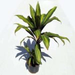 Dracaena Massangeana, Dracaena fragrans - Plant - DMD-814031