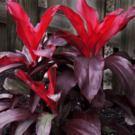 Dracaena Mysore Ruby, Dracaena Baby Doll - Plant - DMR-326551