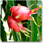 Dragon Fruit, Ajagar Phal ( Grown through seeds ) - Plant - DFA-958419