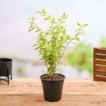 Duranta Golden Edge - Plant - DGE-804732