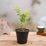 Duranta Golden - Plant - DGP-400498