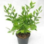 Duranta Green - Plant - DGP-862821