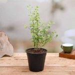 Duranta Variegated - Plant - DVP-190814