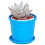 Echeveria blue, Echeveria blue elf - Succulent Plant - EBE-382808