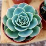 Echeveria imbricata, Blue Rose Echeveria - Succulent Plant - EIB-698347