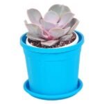 Echeveria Perle Von Nurnberg - Succulent Plant - EPV-249261