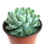 Echeveria daldia, Mexican Snowball - Succulent Plant - EDM-576669