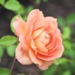 English Rose (Peach) - Plant - ERP-500468