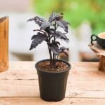 Eranthemum Nigrum, Black Kodia - Plant - ENB-518040