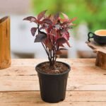 Eranthemum Red - Plant - ERP-432096