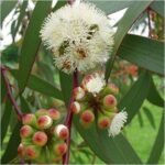 Eucalyptus Tree, Nilgiri Tree- Plant - ETN-363598