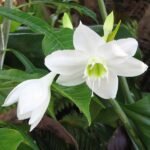 Eucharis, Amazon Lily - Plant - EAL-249728