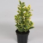 Euonymus Japonicus - Plant - EJP-472588