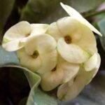 Euphorbia (Ivory White) - Succulent Plant - EWS-509196