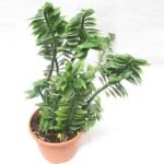 Euphorbia tithymaloides, Pedilanthus (Green) - Plant - ETP-210281