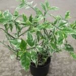 Euphorbia tithymaloides, Pedilanthus (Variegated) - Succulent Plant - ETP-251115