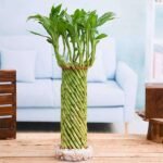 Fengshui Wheel Arrangement Lucky Bamboo in a Bowl with Pebbles - FWA-120695
