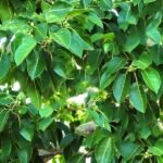 Ficus Amplissima, Ficus Indica Willd, Ficus Tsiela Roxb, Piper, Pipali - Plant - FAF-203999
