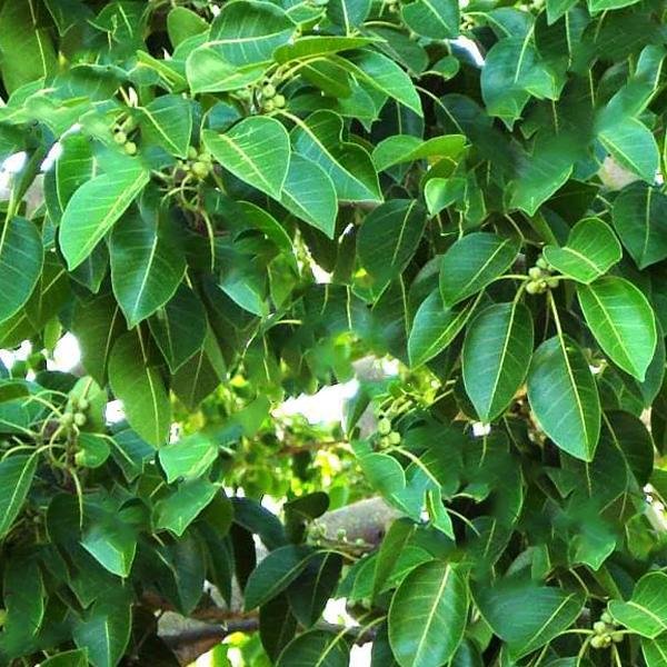 gog-plants-ficus-amplissima-ficus-indica-wild-ficus-tsiela-roxb-piper-pipali-plant.jpg