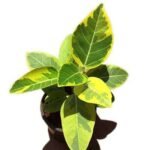 Ficus Benghalensis Variegata, Banyan Variegated - Plant - FBV-992030